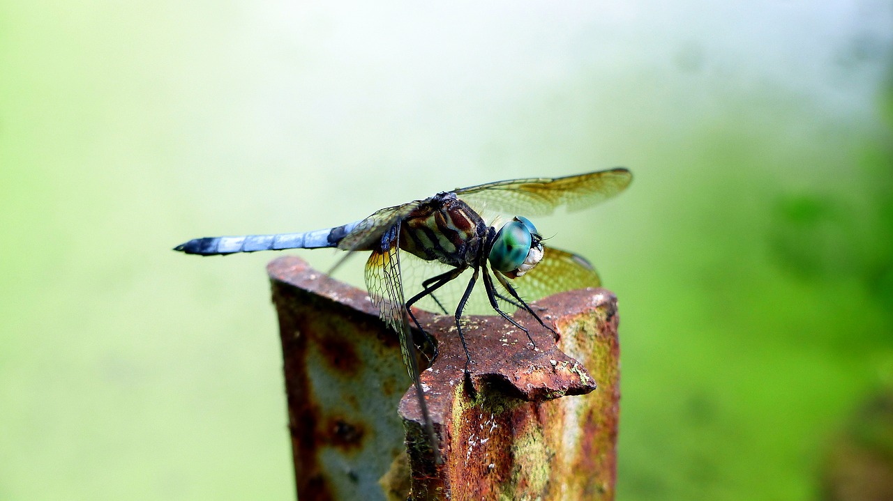 dragonfly  insect  green free photo