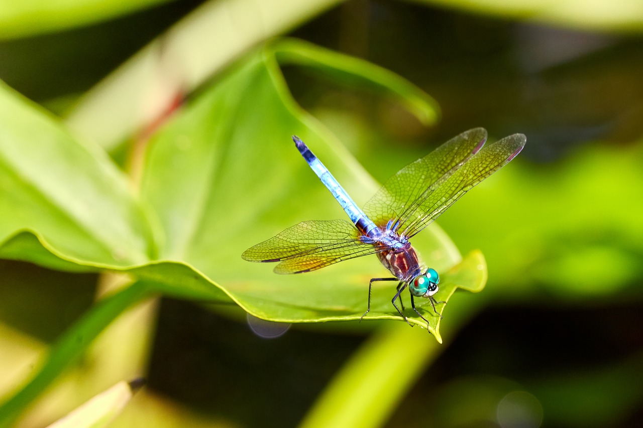 dragonfly  dragon  fly free photo