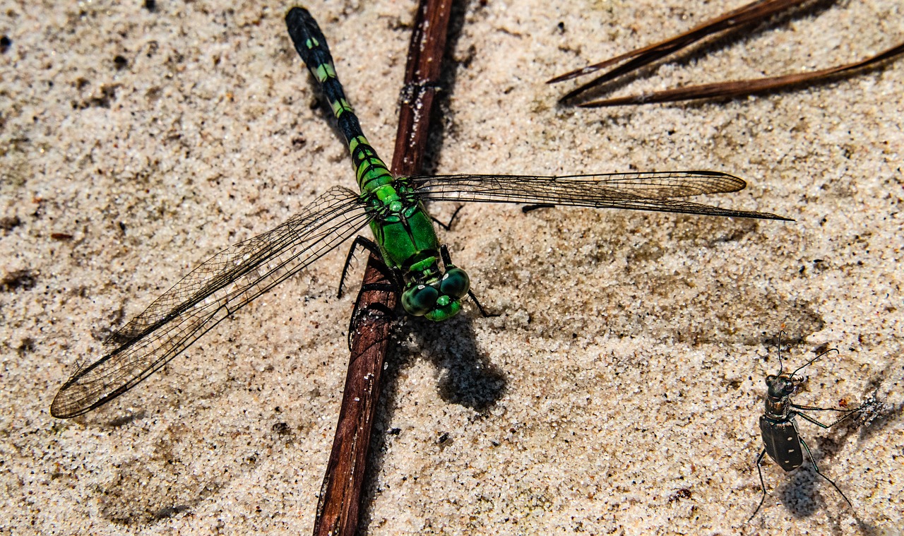 dragonfly  wings  insect free photo