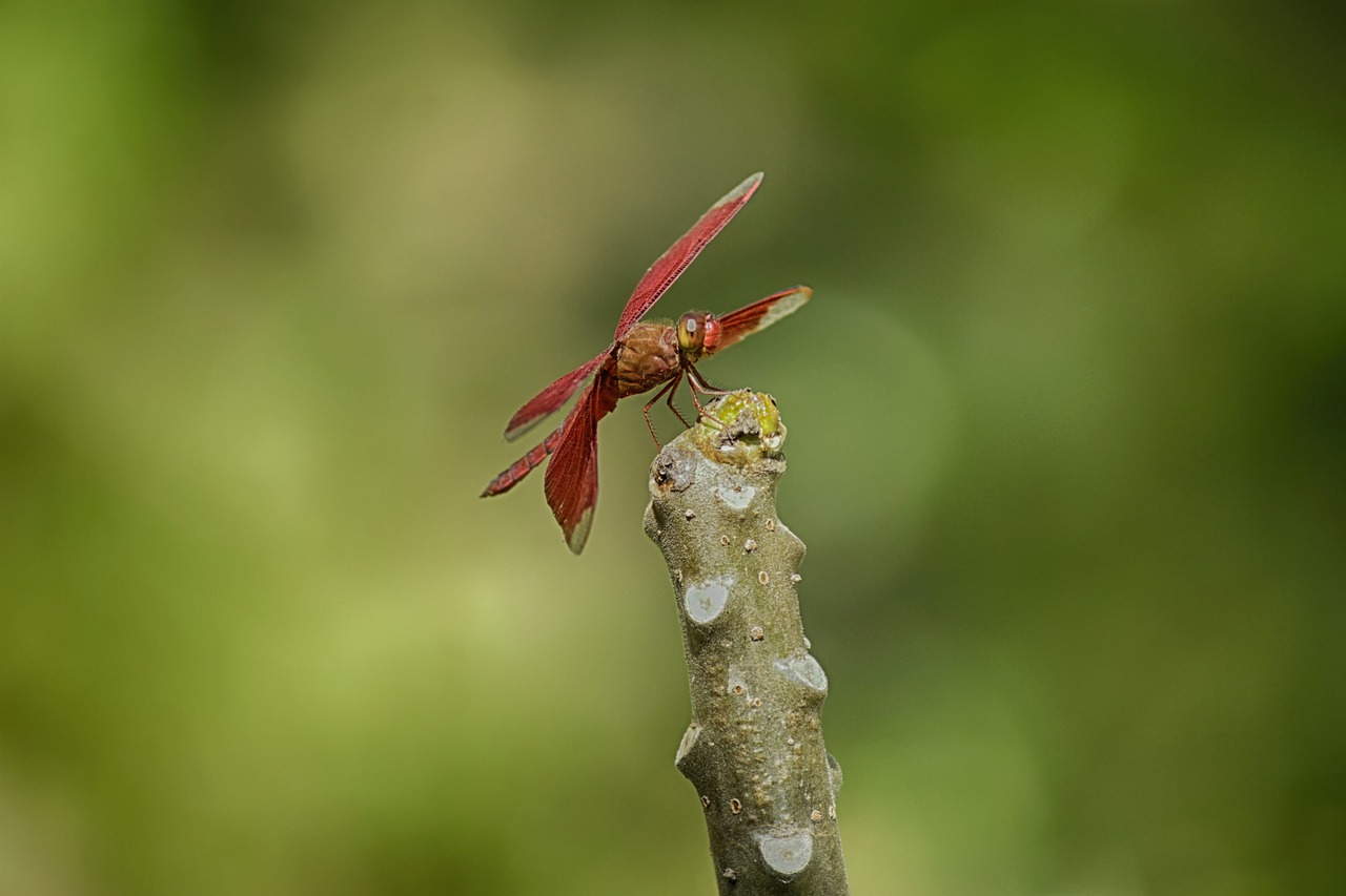 dragonfly  nature  animals free photo