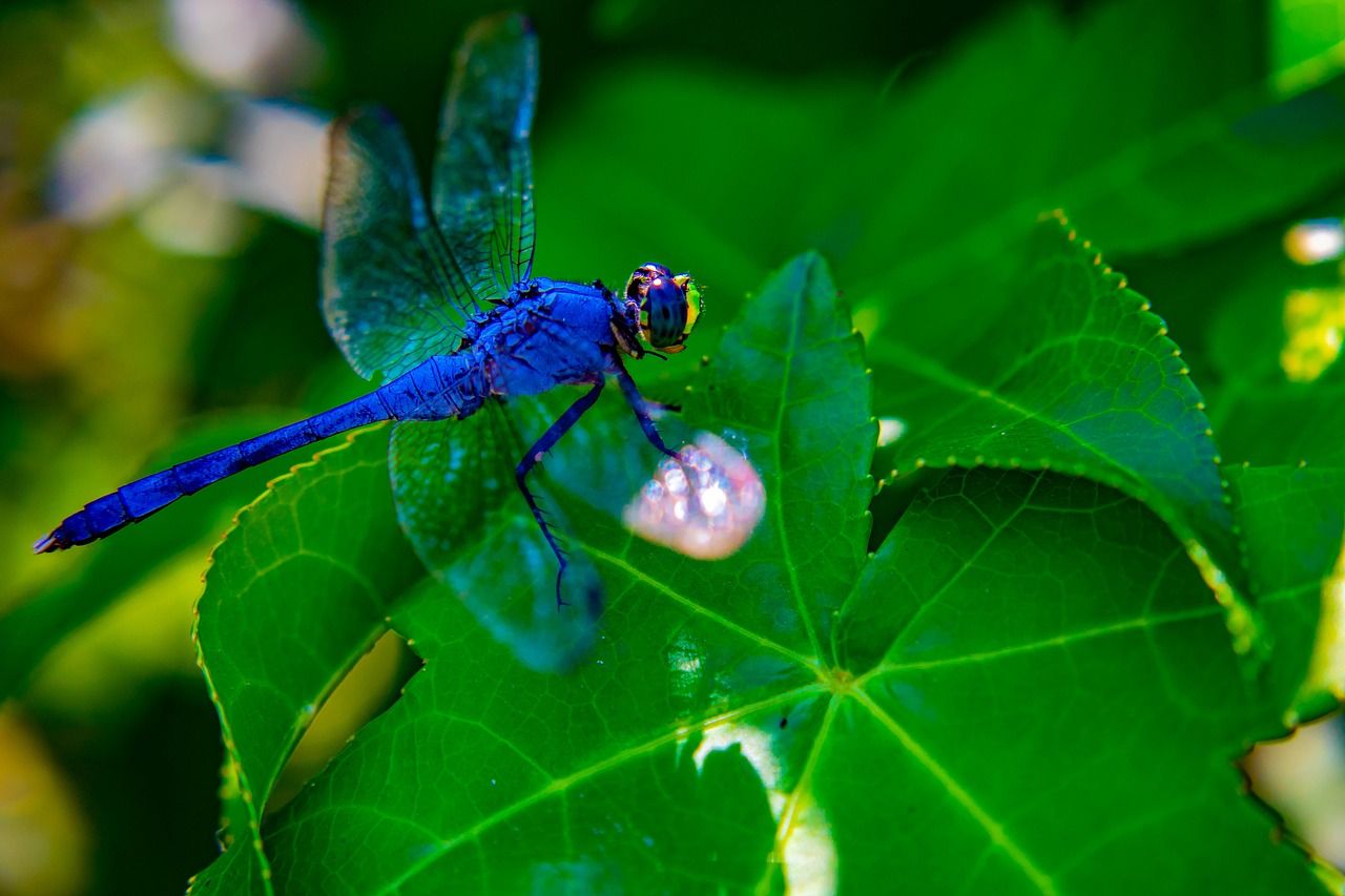 dragonfly  wings  insect free photo