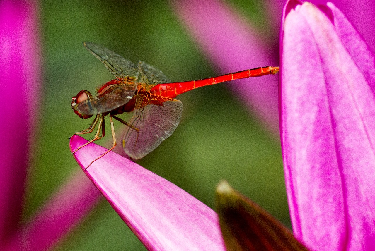 dragonfly  red  flower free photo