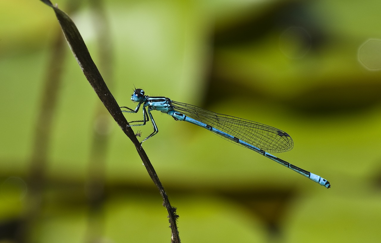 dragonfly  blue  pond free photo