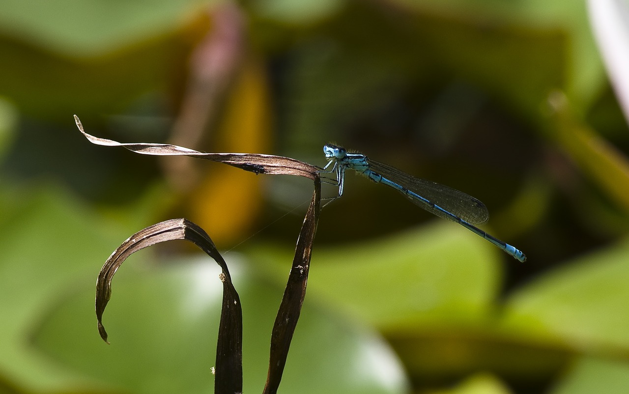 dragonfly  blue  pond free photo