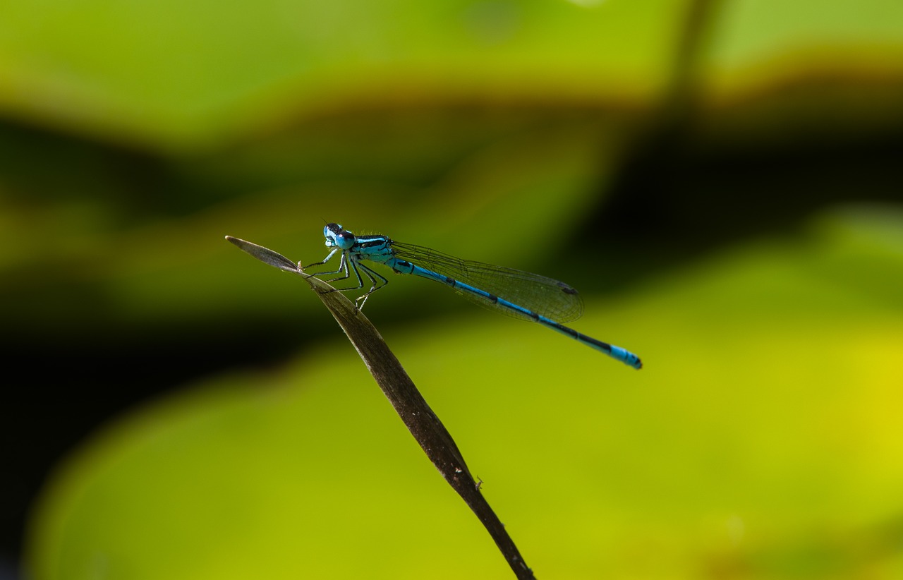 dragonfly  water  nature free photo