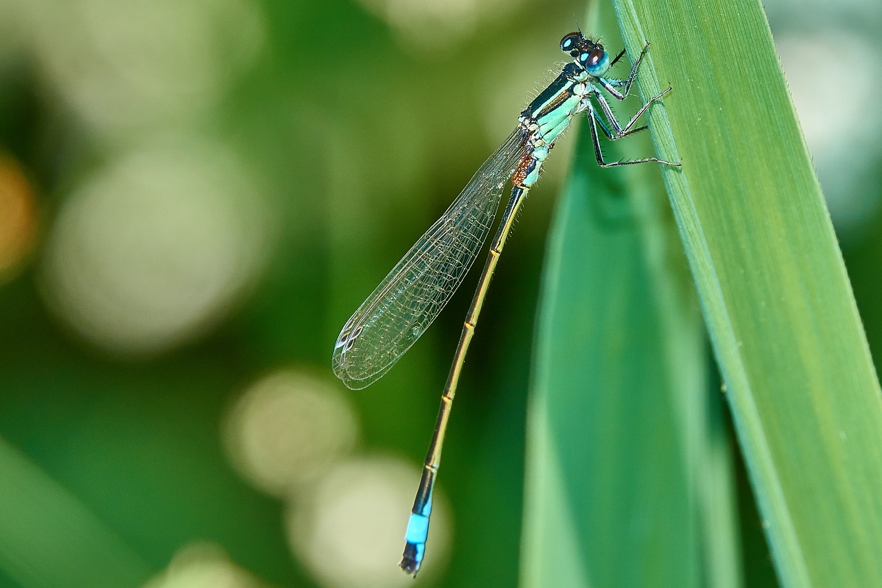 dragonfly  grass  insect free photo