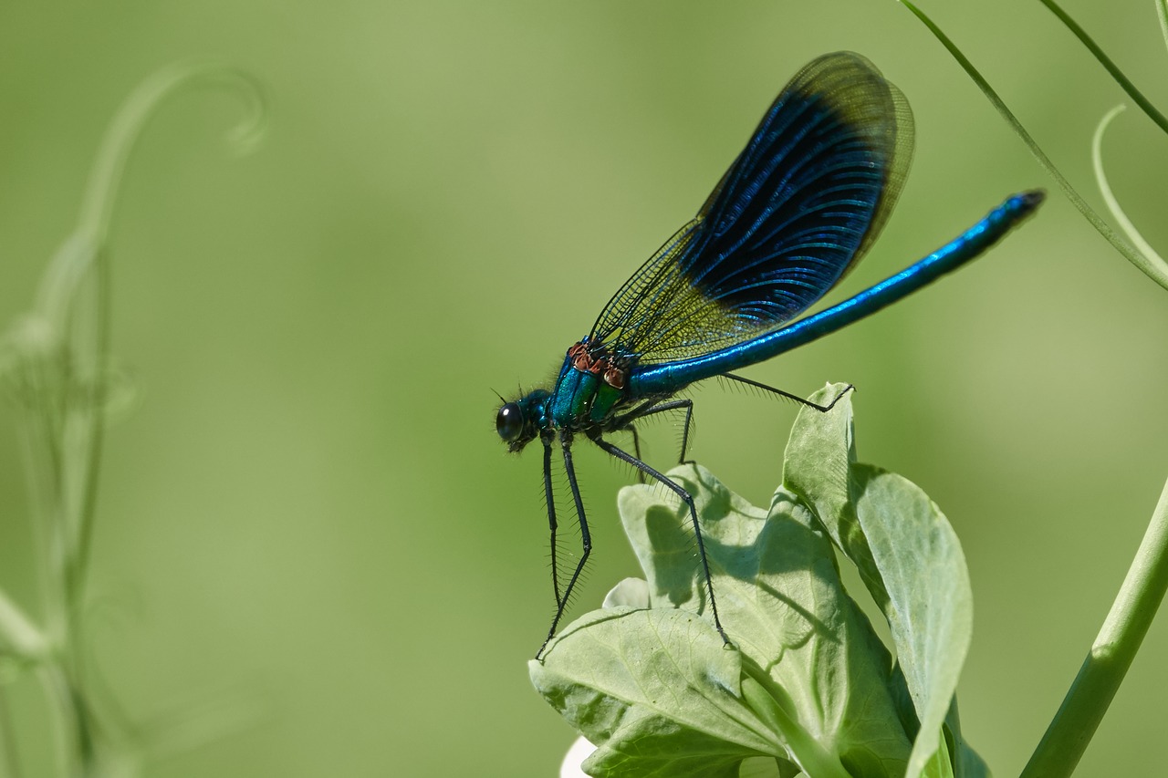 dragonfly  grass  insect free photo