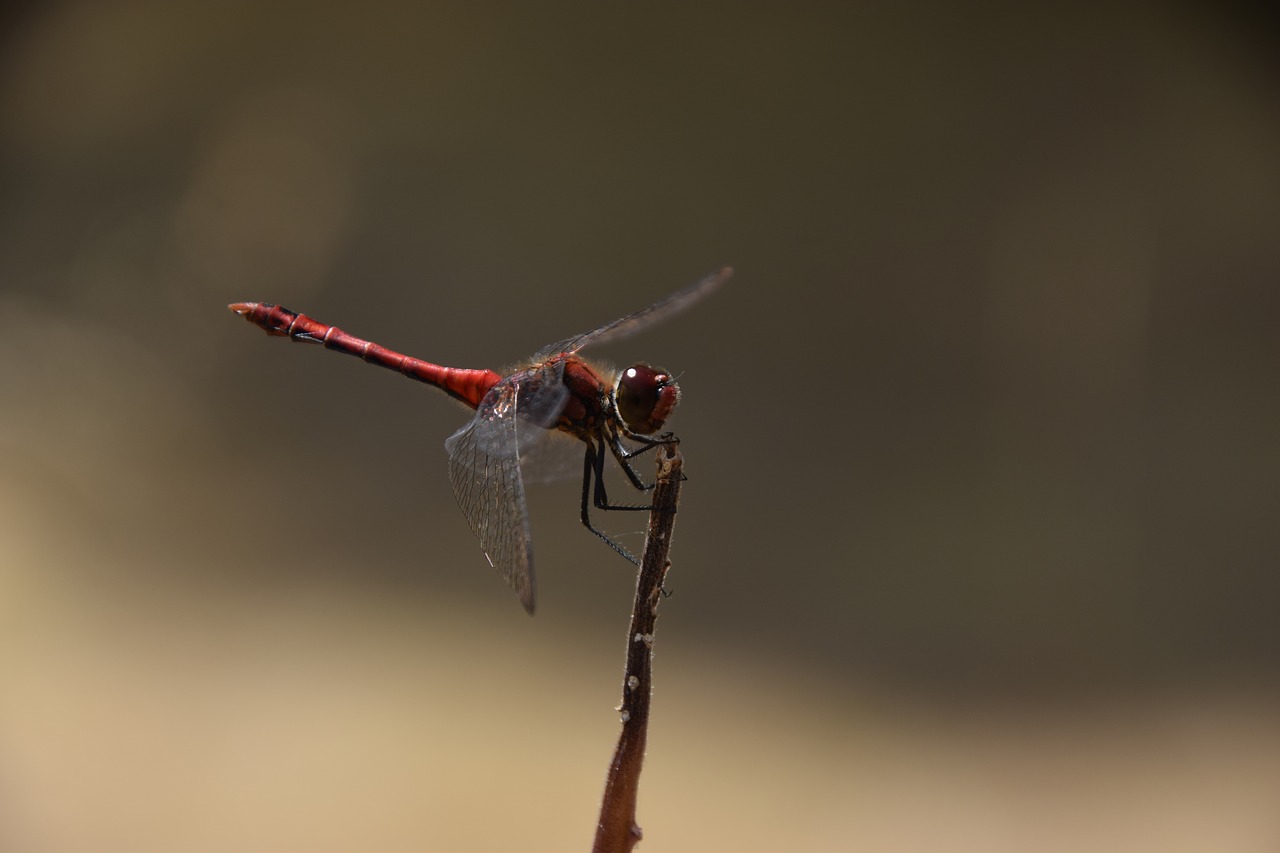 dragonfly  insect  wing free photo