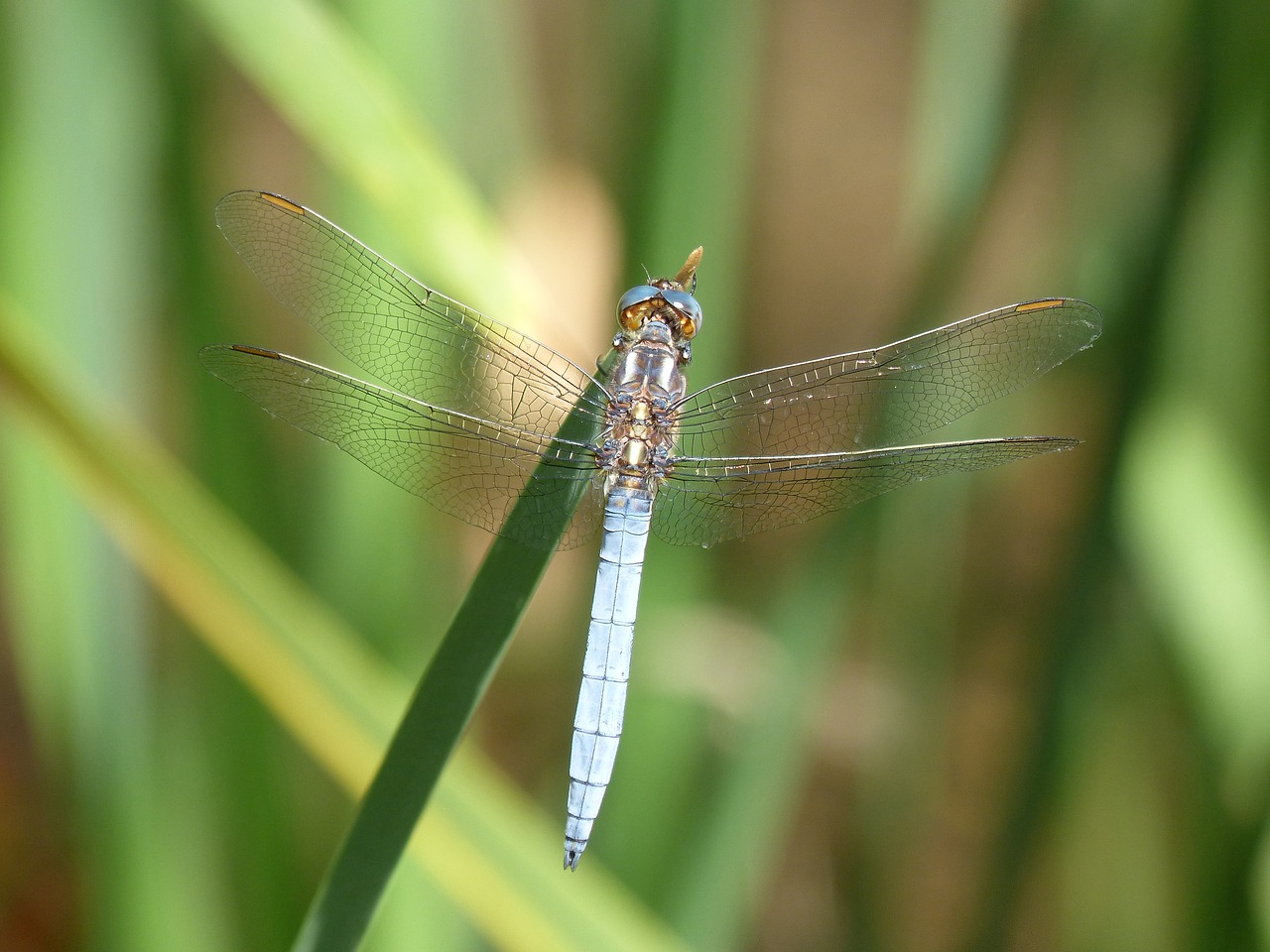 dragonfly  orthetrum brunneum  blue dragonfly free photo