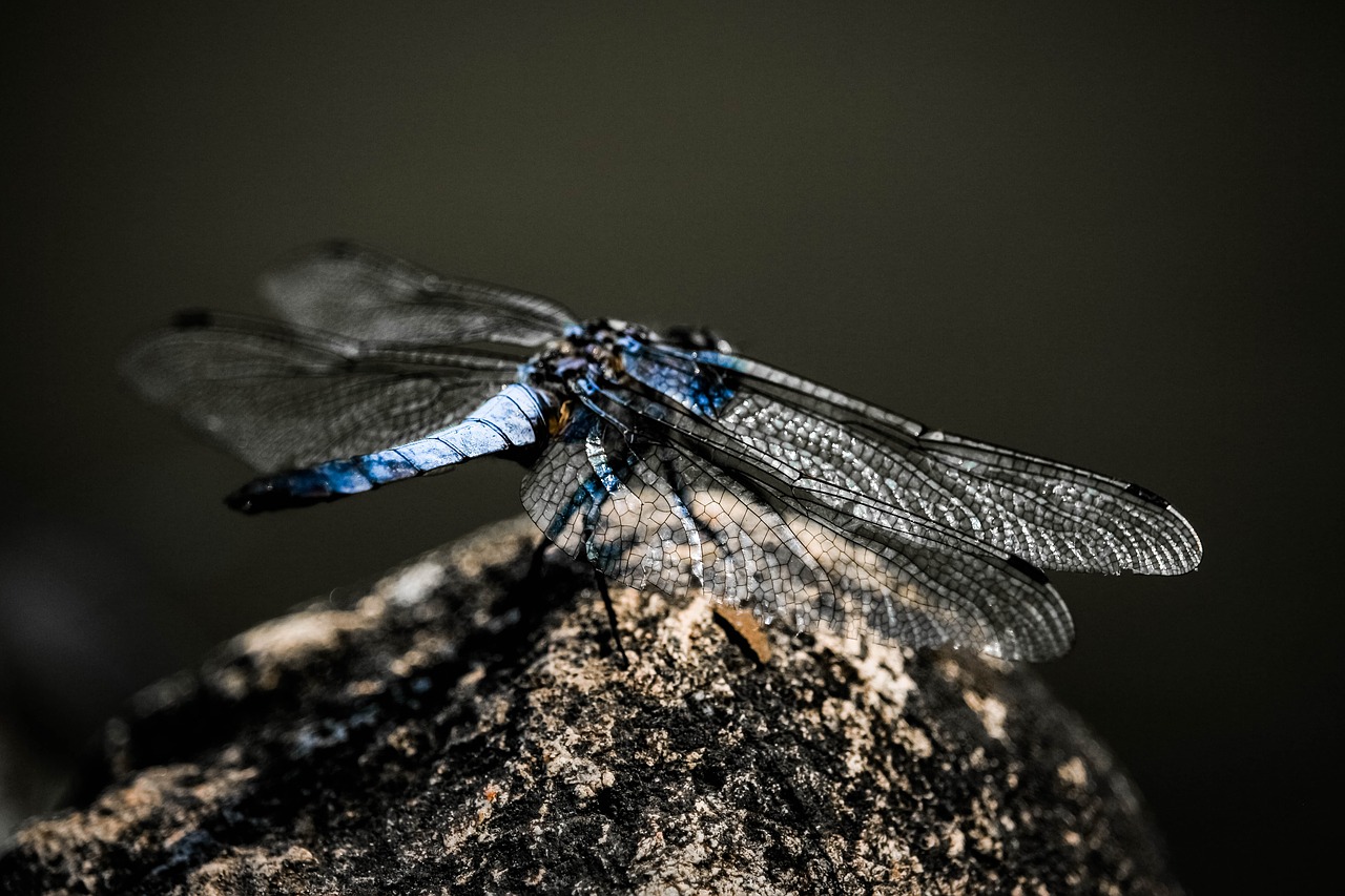 dragonfly  nature  insect free photo