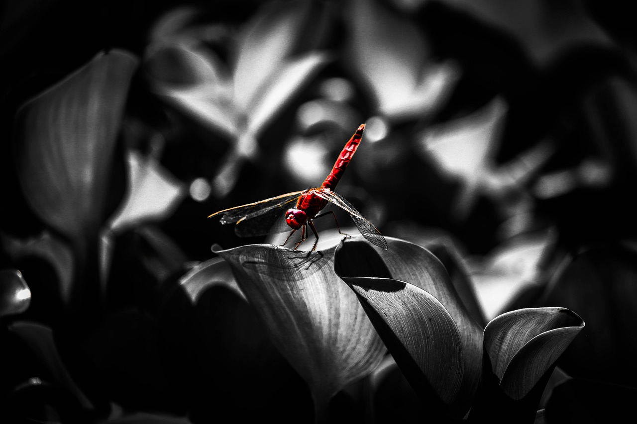 dragonfly  white black  insects free photo