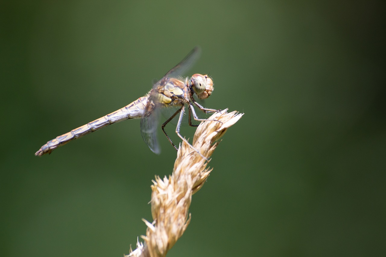 dragonfly  insect  nature free photo