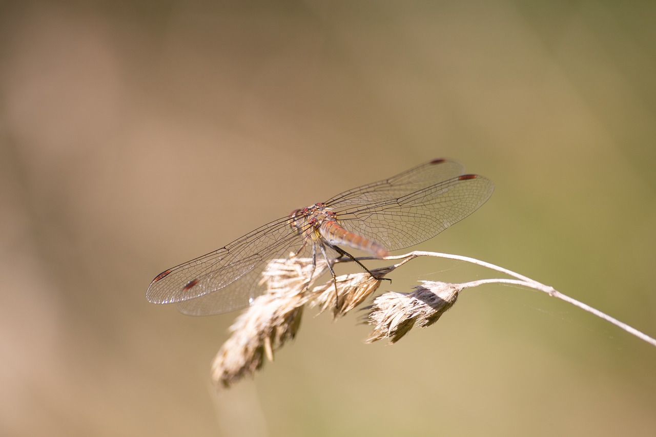 dragonfly  insect  nature free photo