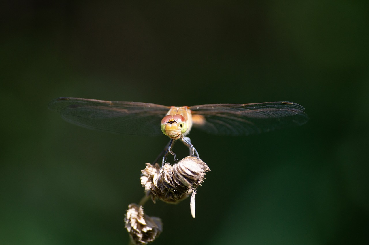 dragonfly  insect  nature free photo