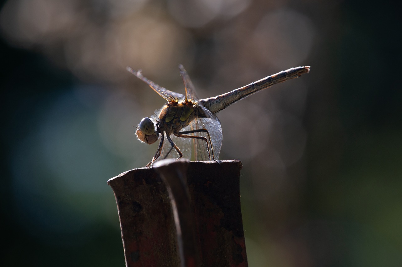 dragonfly  insect  nature free photo