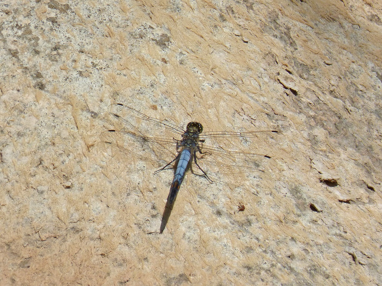dragonfly  blue dragonfly  parot cuanegre free photo