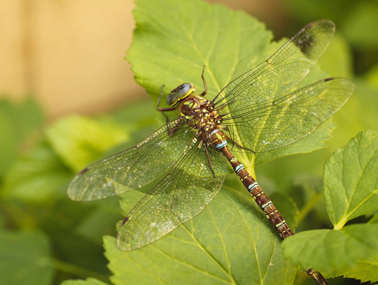 dragonfly  darner  insect free photo