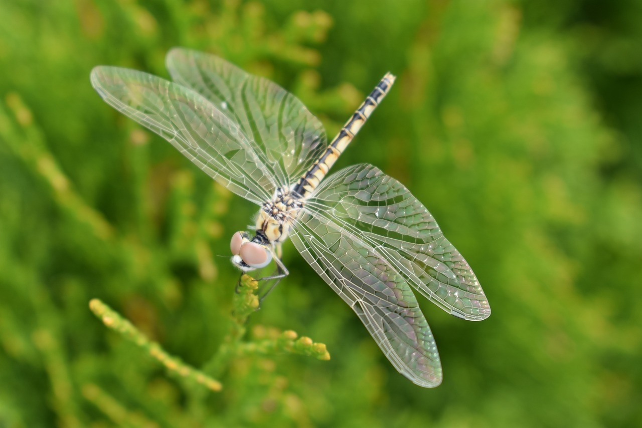 dragonfly  insect  leaf free photo