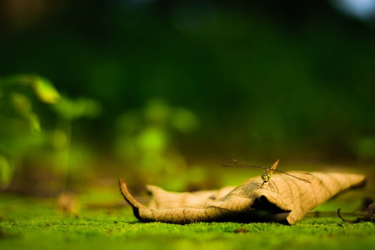 dragonfly  leaf  nature free photo