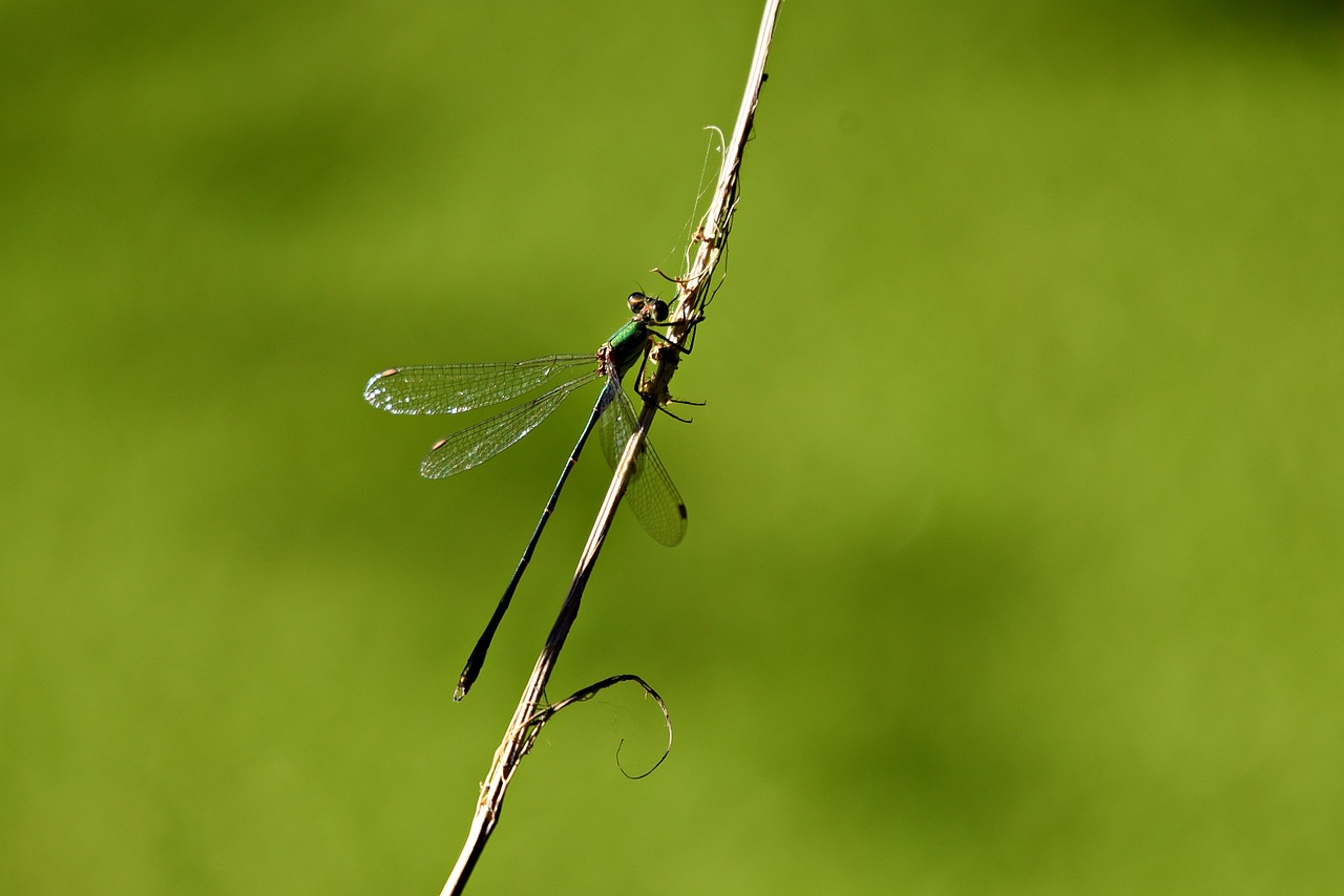 dragonfly  insect  animal free photo