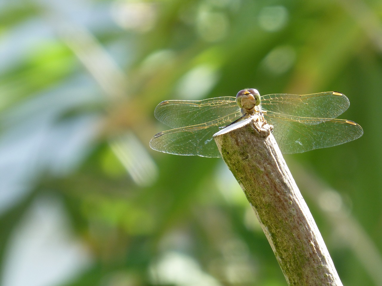 dragonfly  water maid  insect free photo