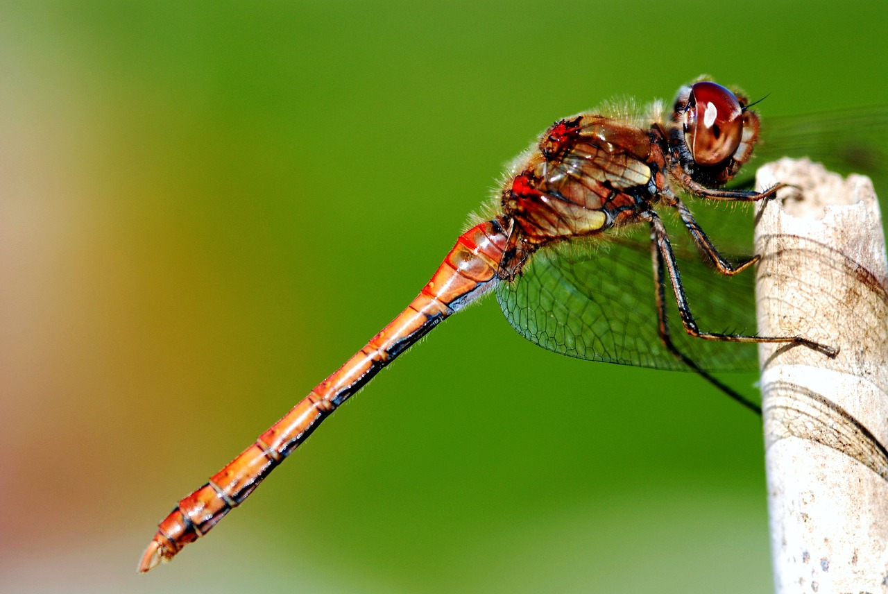 dragonfly  insect  resting posture free photo