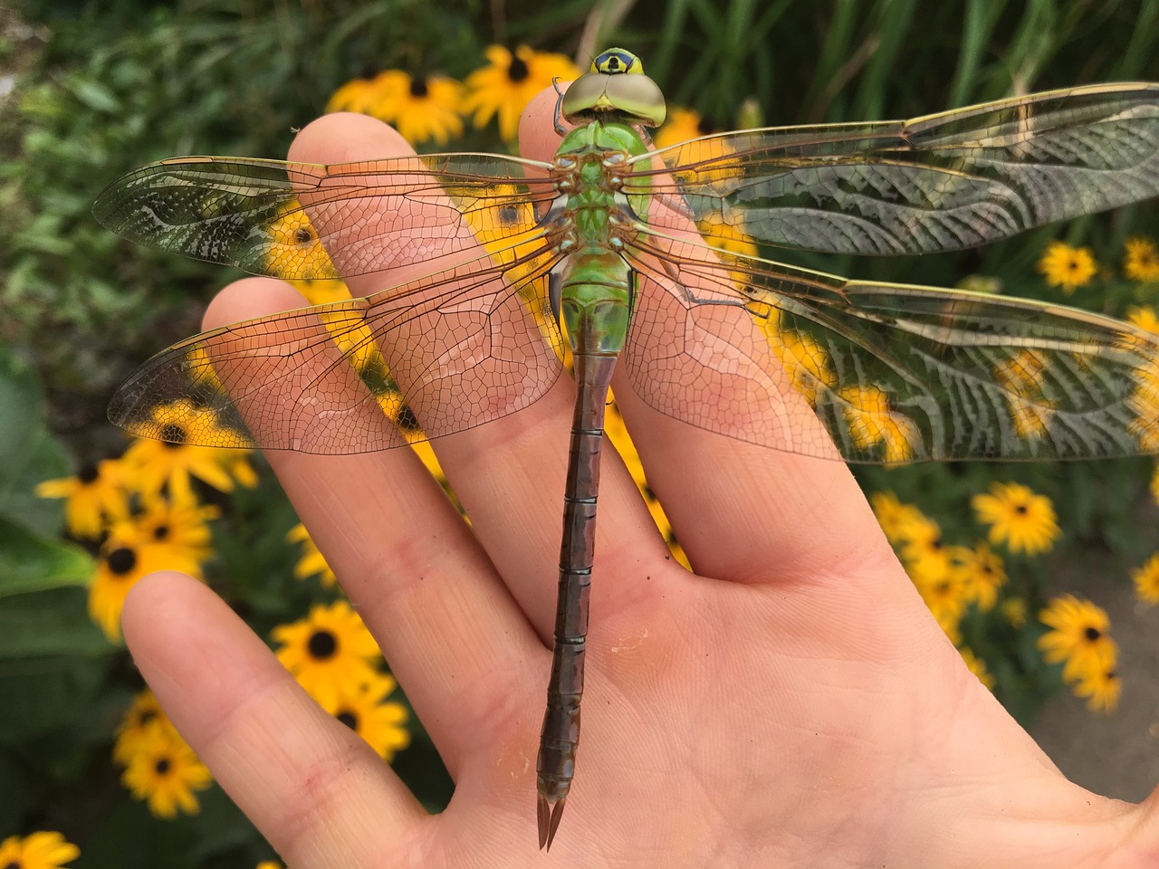 dragonfly  garden  nature free photo