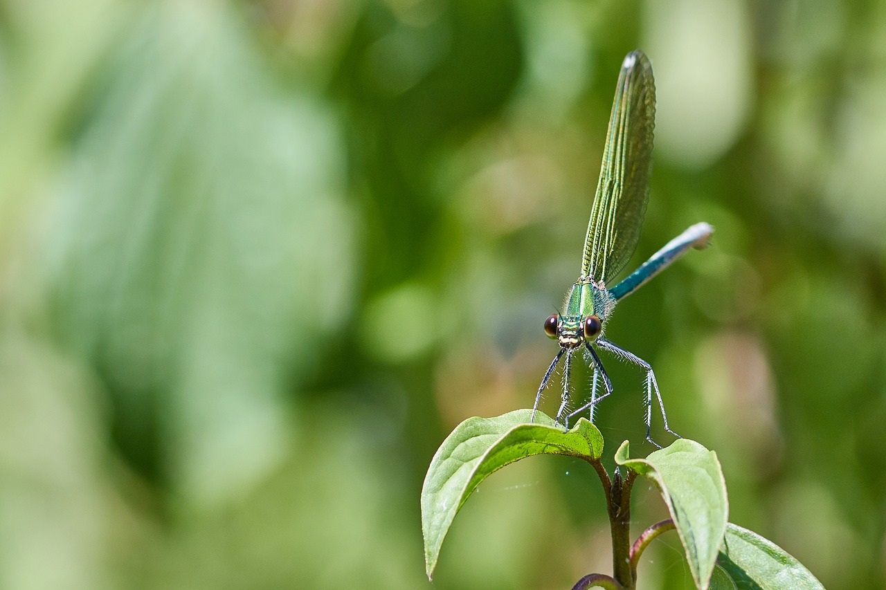 dragonfly  plant  wing free photo