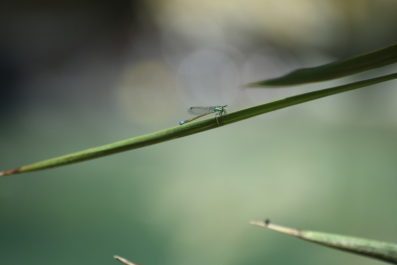 dragonfly  garden  park free photo