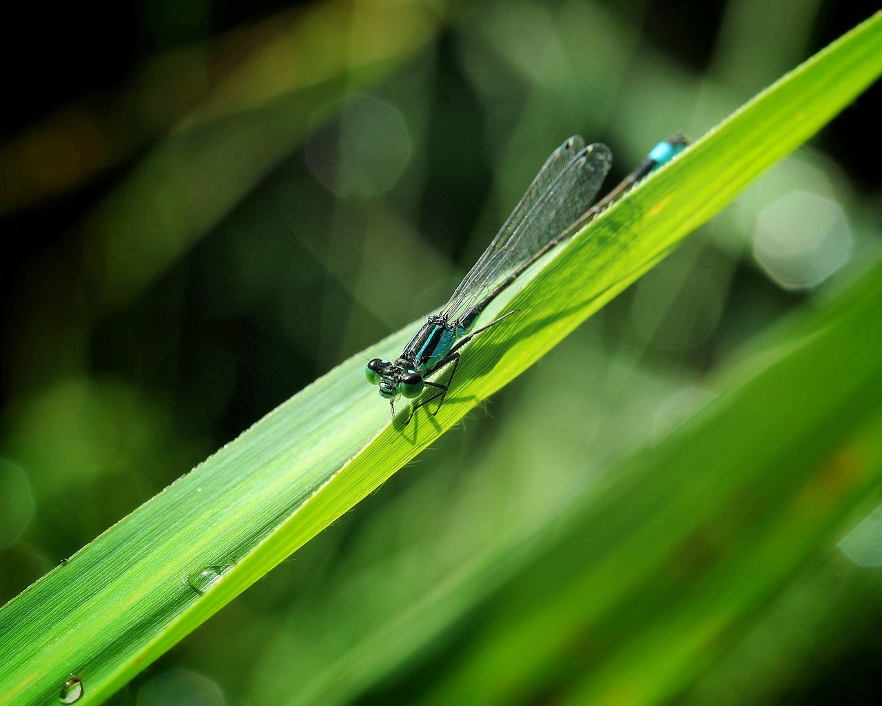 dragonfly  insect  water free photo