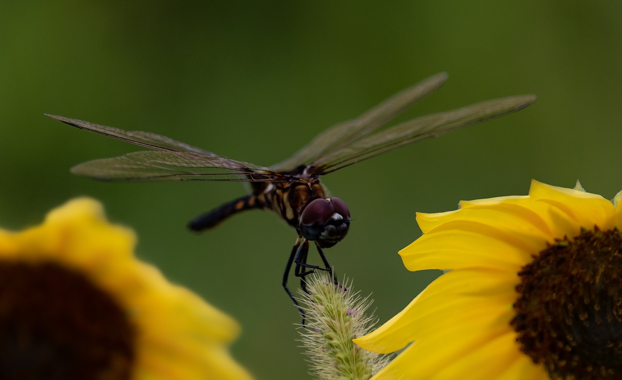 dragonfly  sunflower  wings free photo