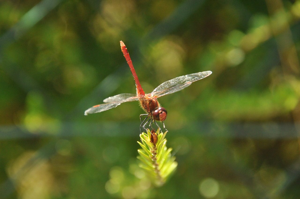 dragonfly  garden  summer free photo