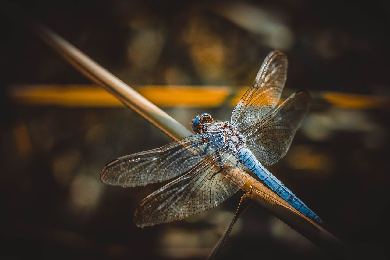 dragonfly  insect  macro free photo