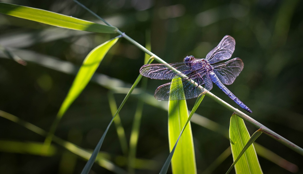 dragonfly  macro  nature free photo