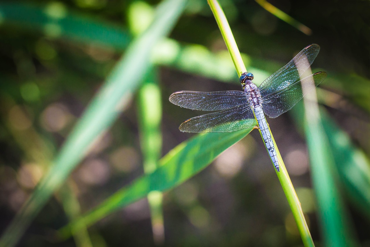 dragonfly  macro  nature free photo