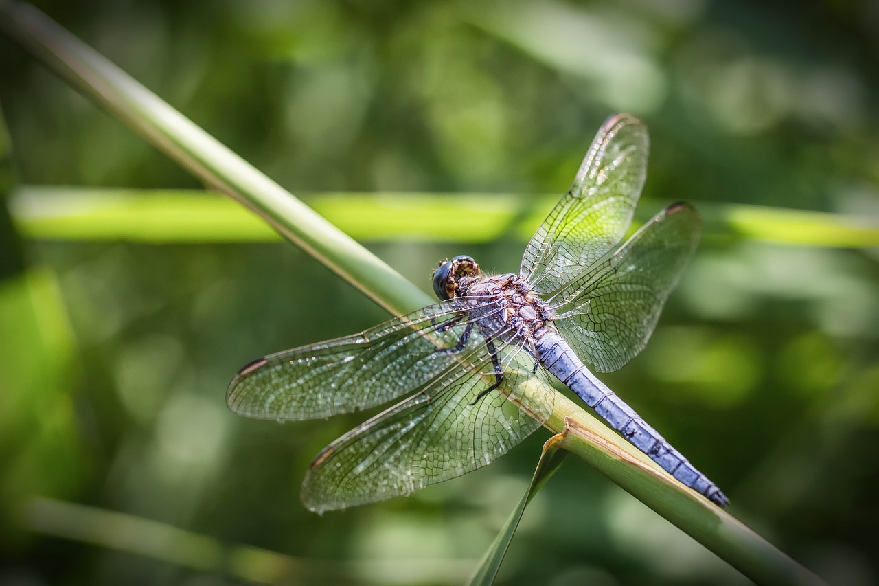 dragonfly  macro  nature free photo