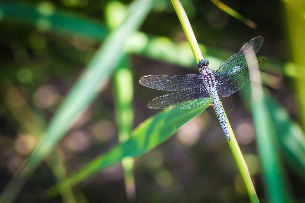 dragonfly  macro  nature free photo