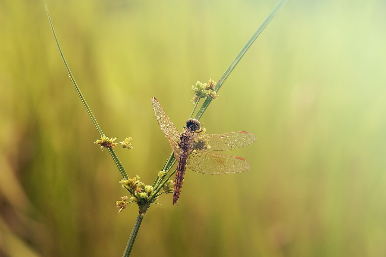dragonfly  nice dragonfly  morning free photo