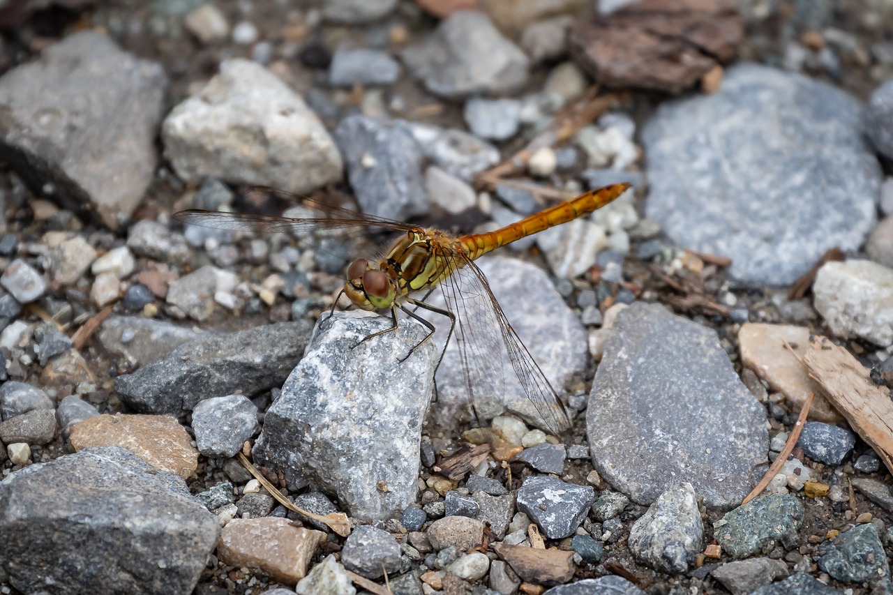 dragonfly  darter sympetrum  insect free photo