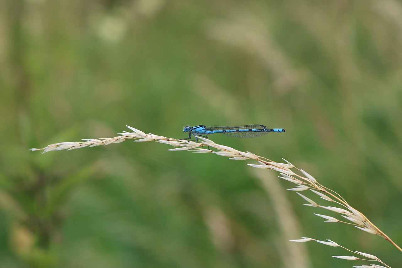 dragonfly  blue  nature free photo