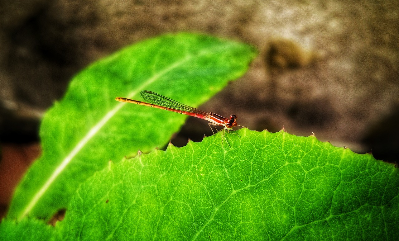 dragonfly  insect  summer free photo