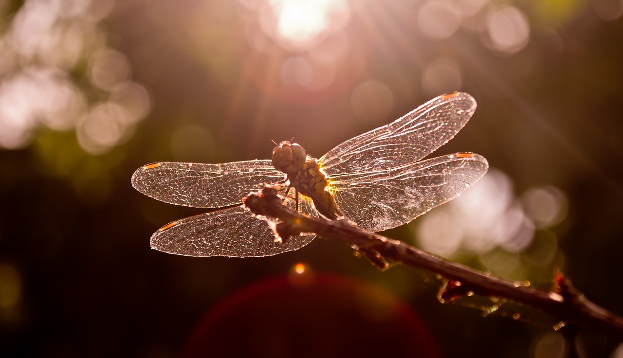 dragonfly  sunset  nature free photo