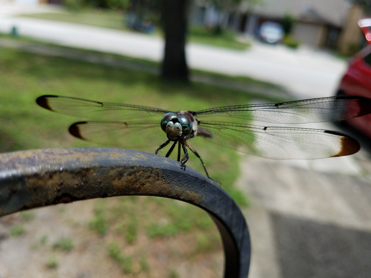 dragonfly  insect  wings free photo