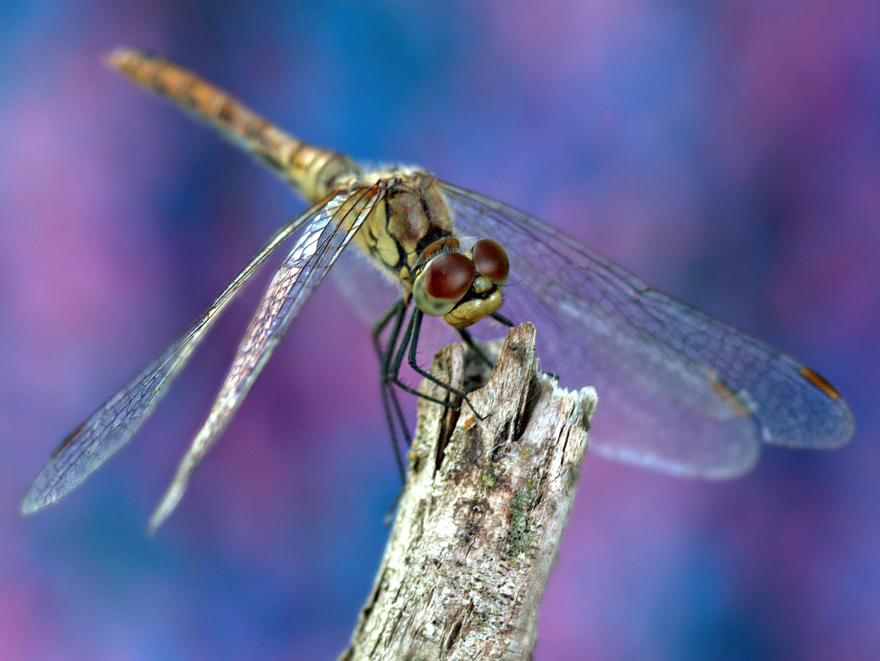 dragonfly  insecta  rest free photo