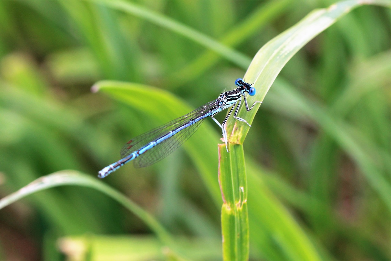 dragonfly  blue  pond free photo