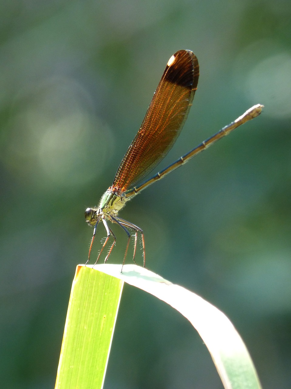 dragonfly  damselfly  calopteryx xanthostoma free photo