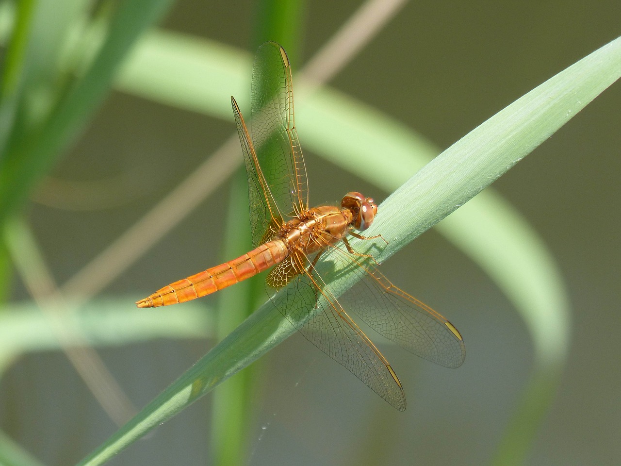 dragonfly  libéula golden  leaf free photo