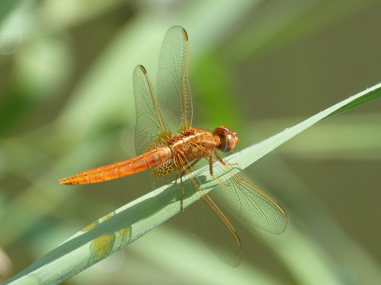 dragonfly  libéula golden  leaf free photo