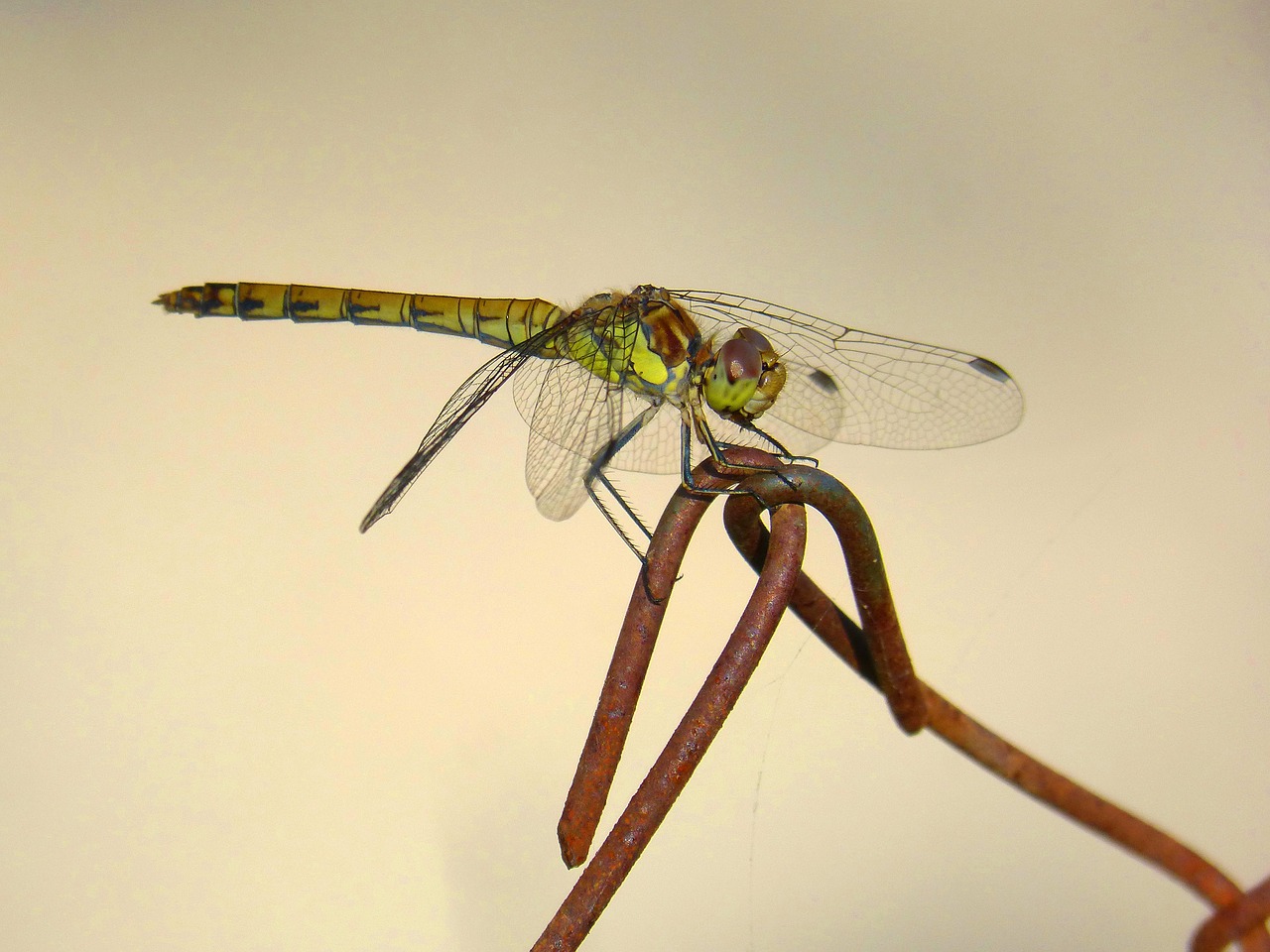 dragonfly  dragonfly tiger  odonato free photo