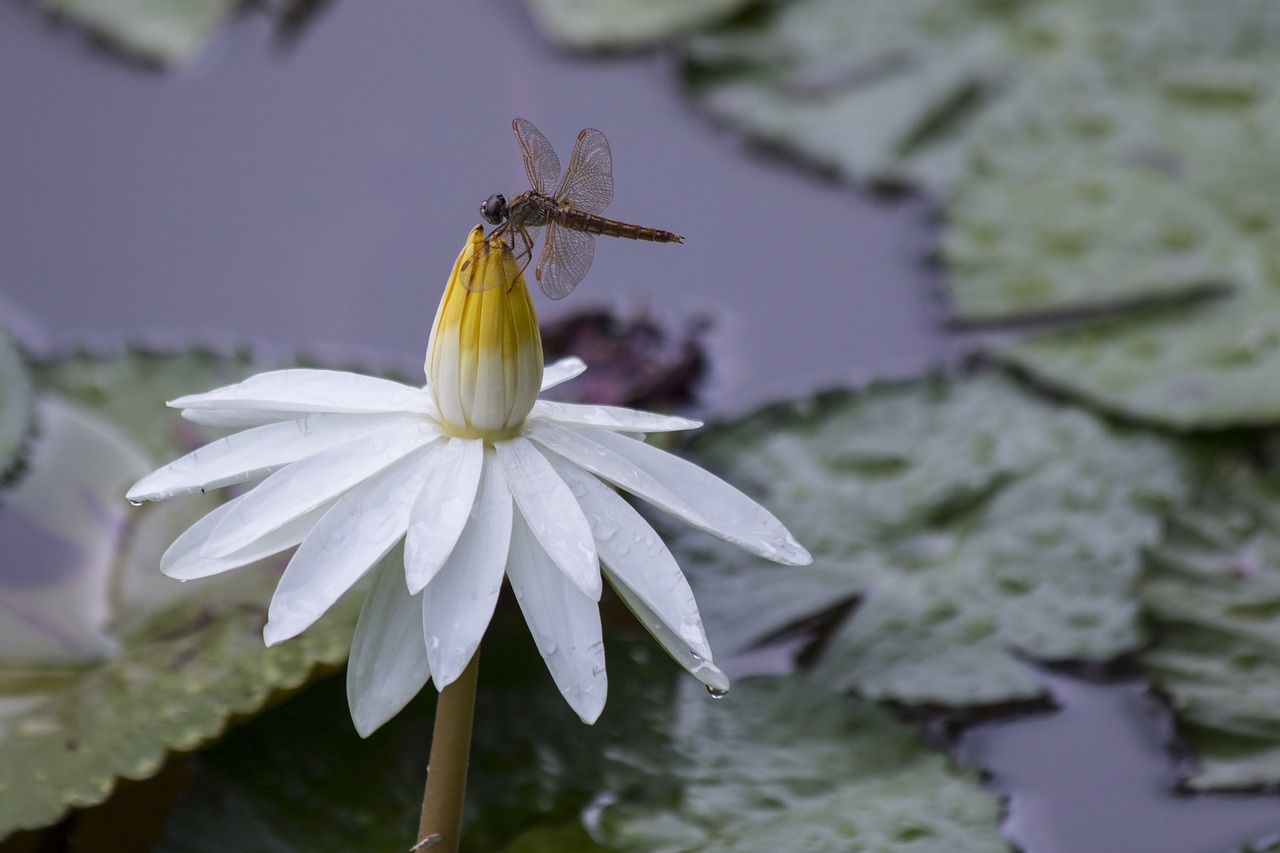 dragonfly  lotus  dragonfly flowers free photo